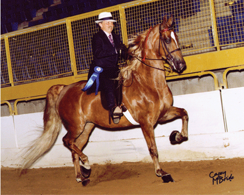03-All-Aglow.First-Show-Pleasure-Limit-Horse2007